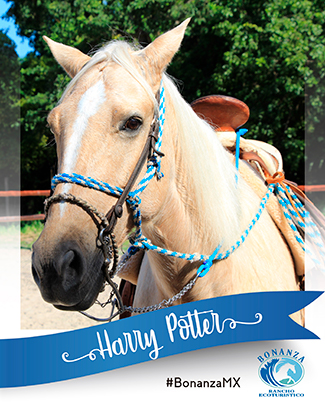 Horse Harry Potter