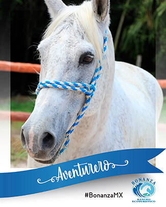 Horse Aventurero