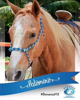 Horse Palomito