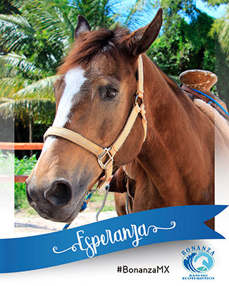 Horse Esperanza